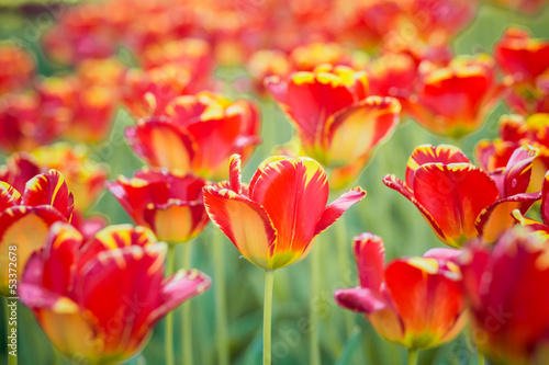 Scarlet tulips in garden