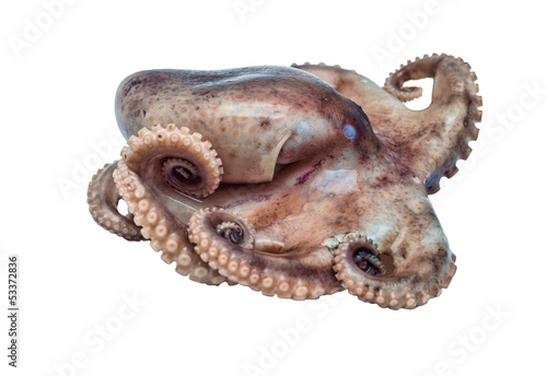 Small octopus isolated on white background © kef