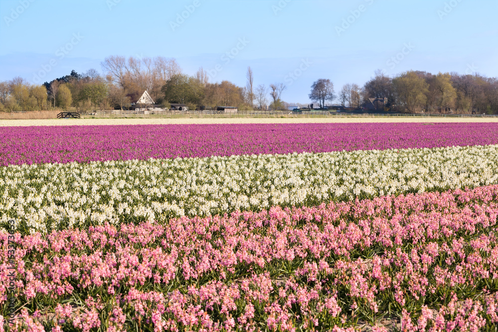 field with pink and white hyacinth