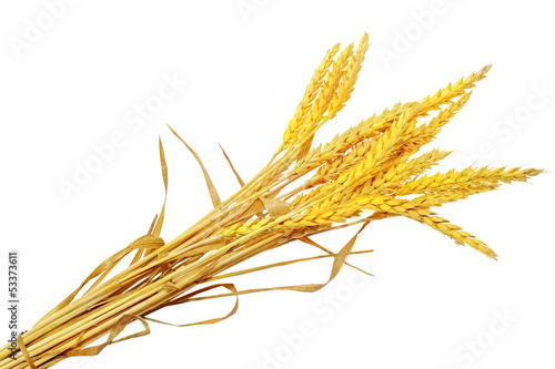 Wheat ears ilie.  Isolated on white background