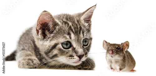 cute little kitten and mouse