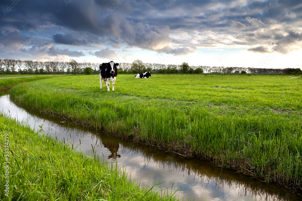 two black and white cows on pasture two black and white cows on pasture