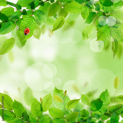 Fresh green leaves