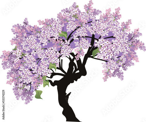 lilac tree blossom isolated on white