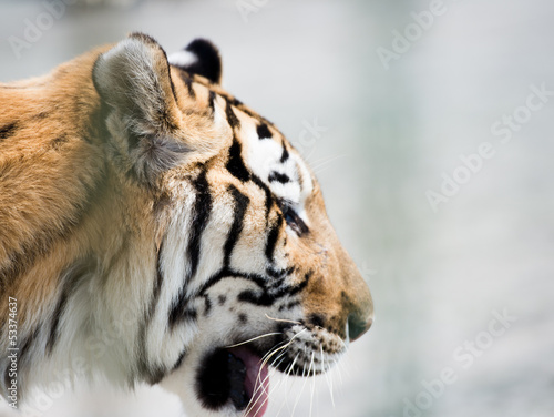 Fototapeta Naklejka Na Ścianę i Meble -  manchurian tiger