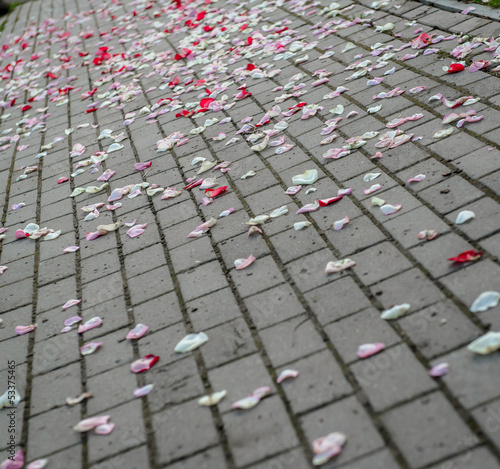 Naklejka kwiat rose tło ozdoba asfalt