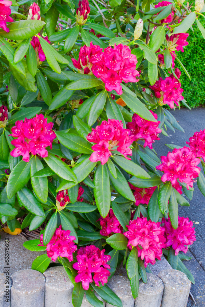 Rhododendron flower.