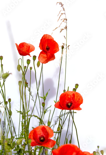 Fototapeta Naklejka Na Ścianę i Meble -  Isolated red poppies