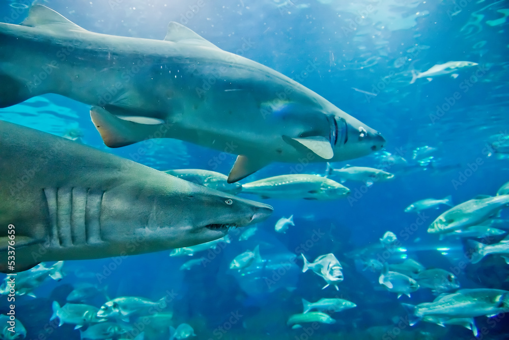 Fototapeta premium sand tiger shark (Carcharias taurus) underwater close up portra