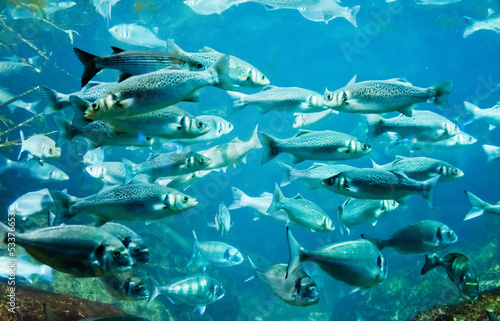 underwater image of a flock of fishes photo
