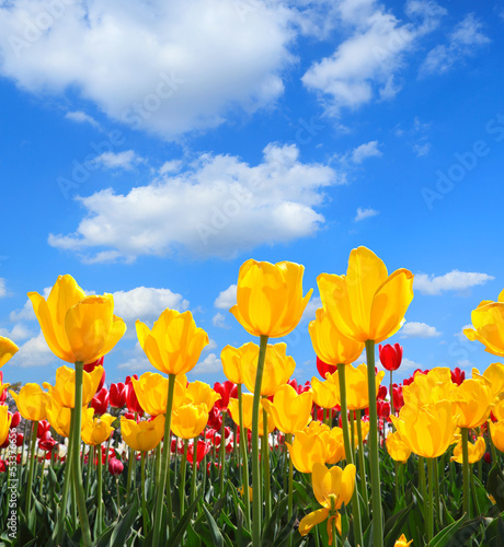 Showy spring blooming of yellow tulips