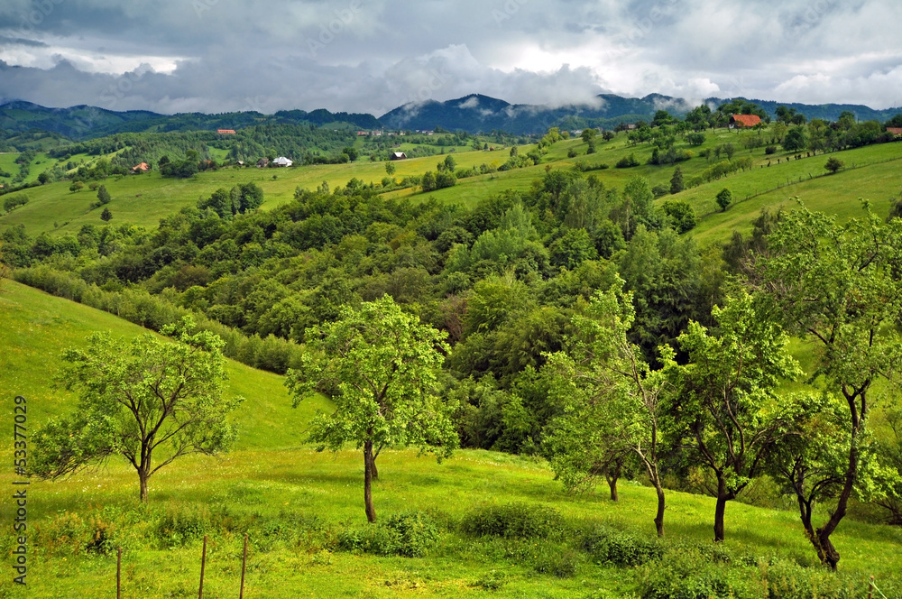 Vibrant green meadow Vibrant green meadow
