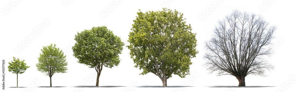Différentes étapes de la vie d'un arbre sur fond blanc
