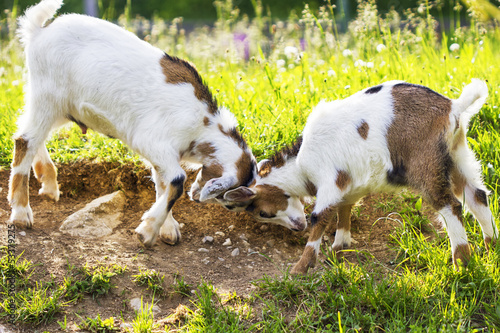Ziegenkampf