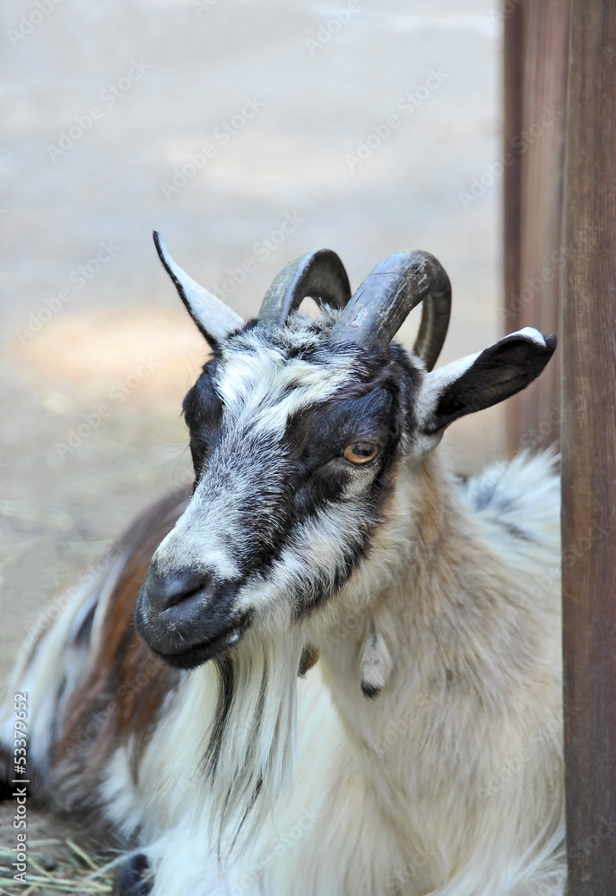 Gray goat female portrait in farm corral