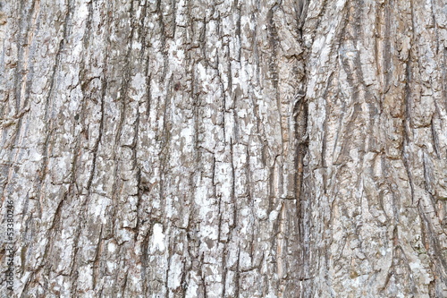 bark of tree texture © torsakarin