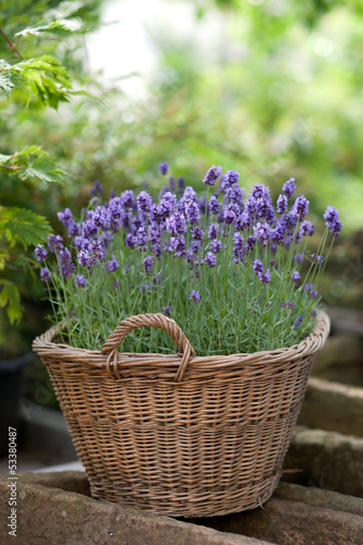 Fototapeta Naklejka Na Ścianę i Meble -  Lavendel