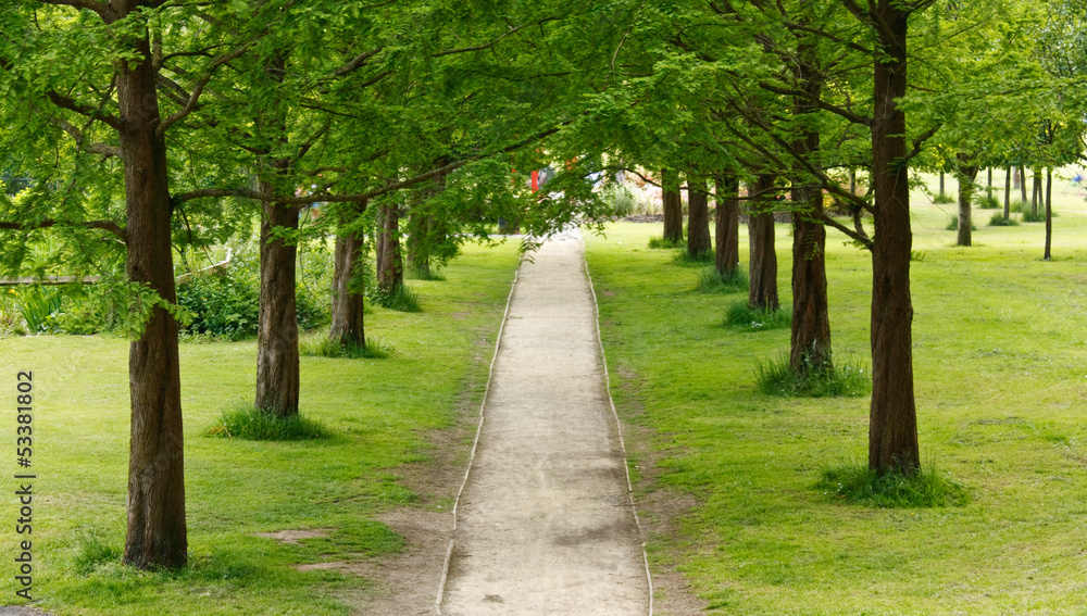 tree lined path into the distance tree lined path into the distance