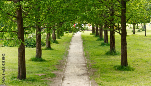 tree lined path into the distance