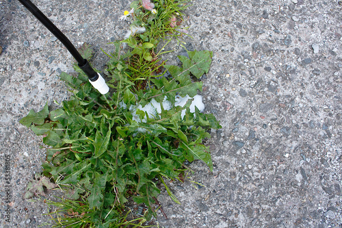 Weeding the concrete path photo