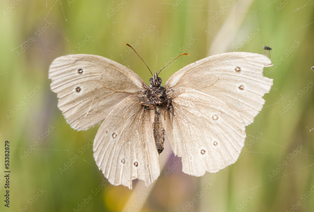 Obraz premium White butterfly stacked in spider web