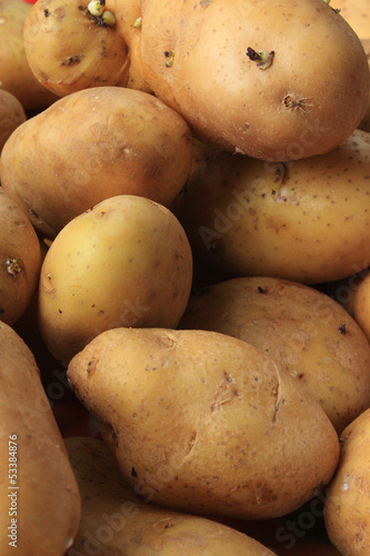 Group of Potato