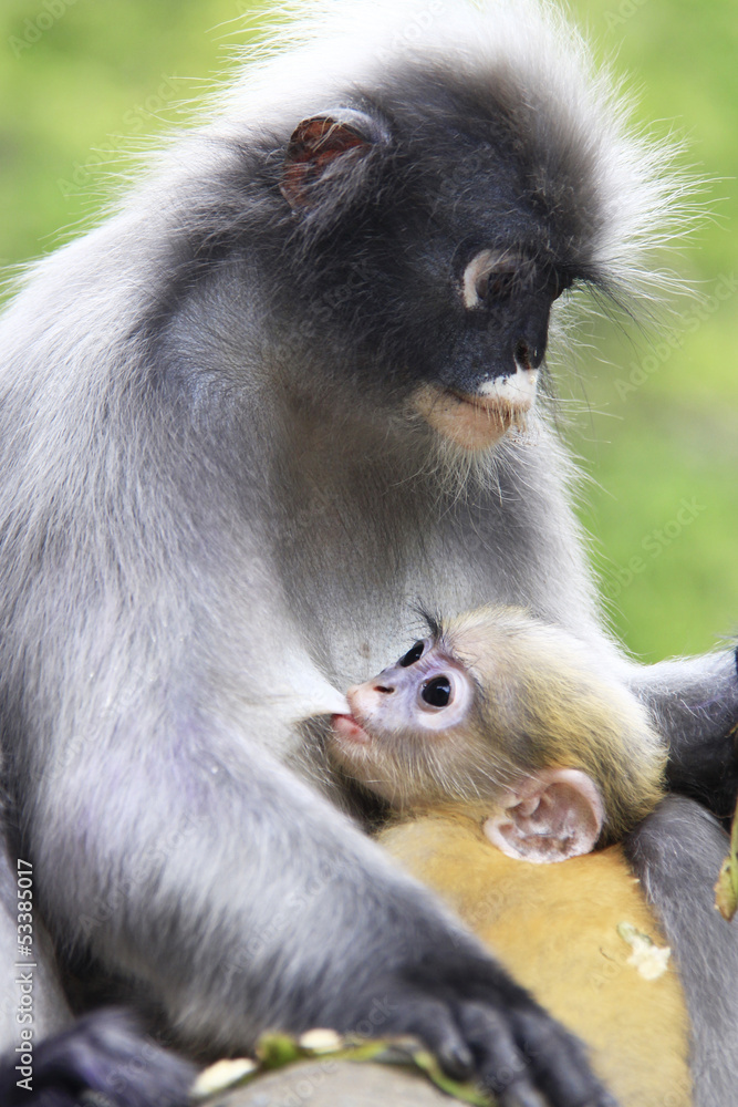 Obraz premium the young dusky langur sucking up milk from mother