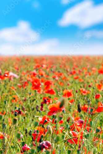 Summer day in meadow full of blooming poppies