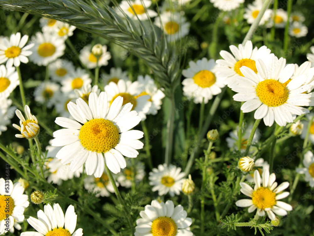 Obraz premium Summer wildflowers