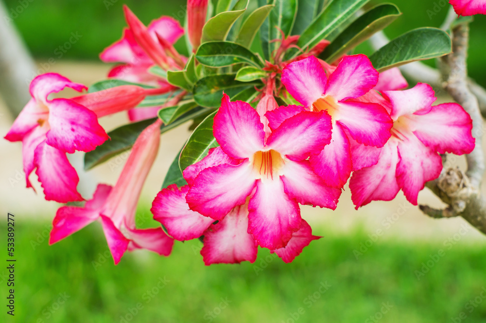 Adenium multiflorum flower Adenium multiflorum flower