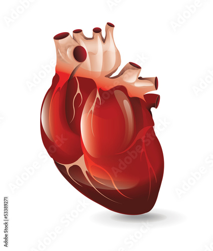 Realistic Heart