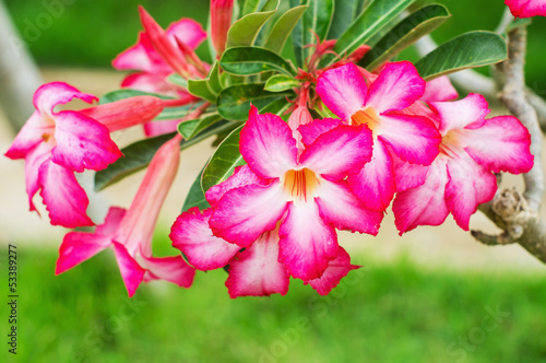 Fototapeta Naklejka Na Ścianę i Meble -  Adenium multiflorum flower