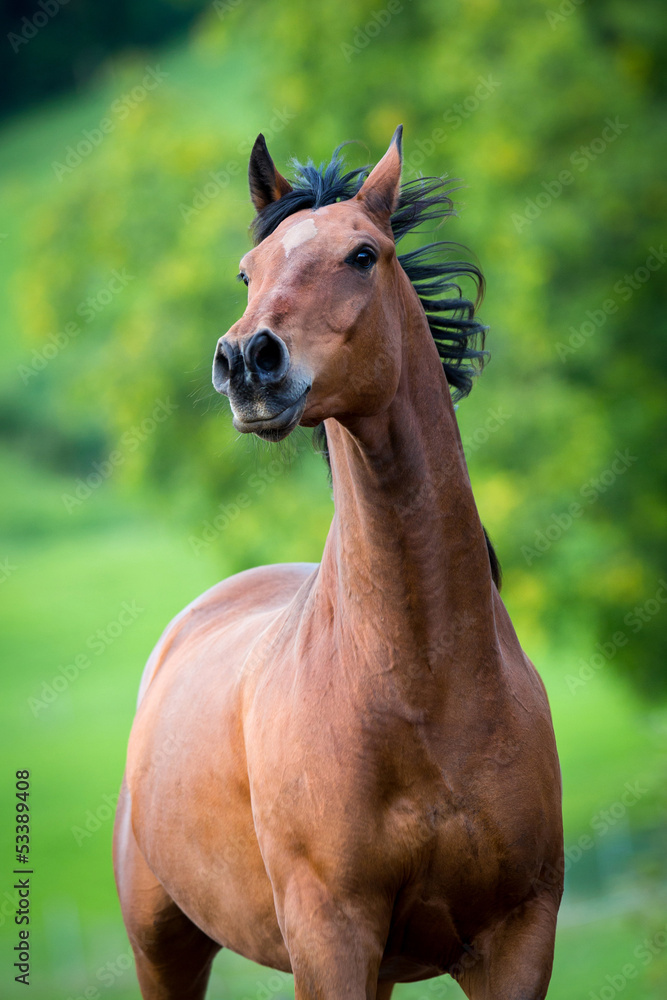 Fototapeta premium Horse running on green background.