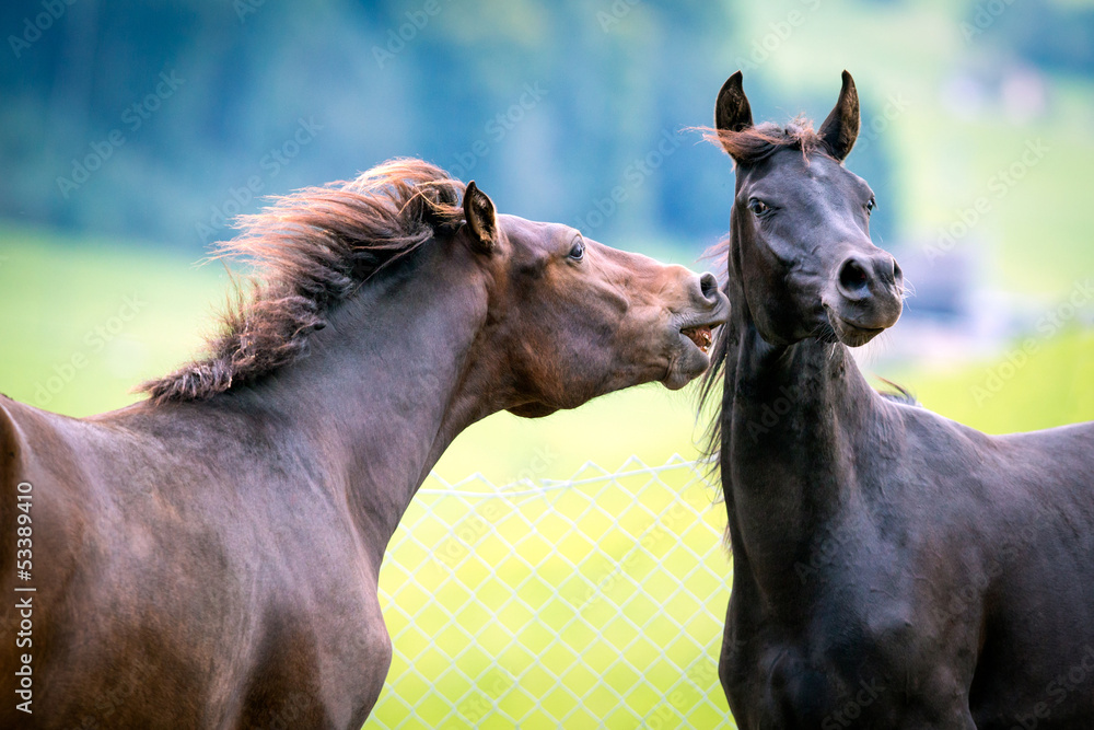 Two horses playing at pasture.