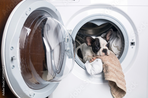 French bulldog puppy inside the washing machine photo