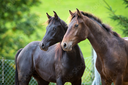 Two horses heads on green background. © Alexia Khruscheva
