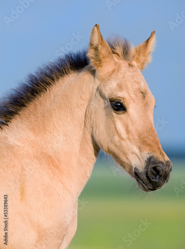 Portrait of foal at pasture in summer.
