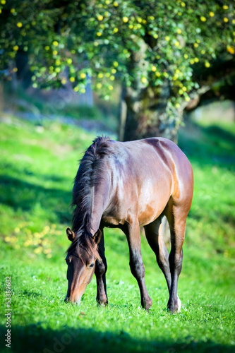 Horse eating grass in pasture.