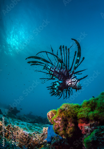 lionfish underwater