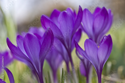 Crocus longiflorus