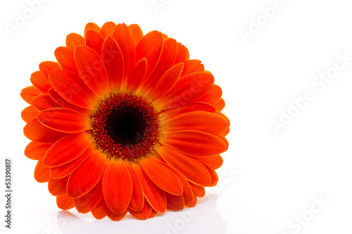 Fototapeta Naklejka Na Ścianę i Meble -  Gerbera.
