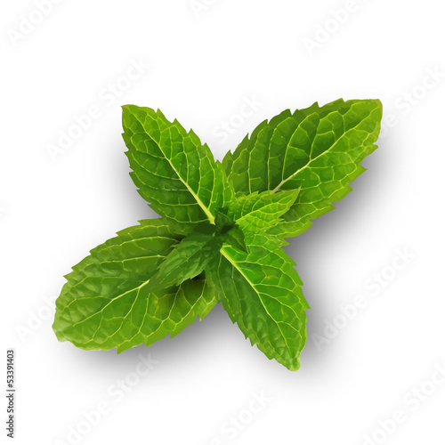 Green mint leaves isolated on a white background.Vector