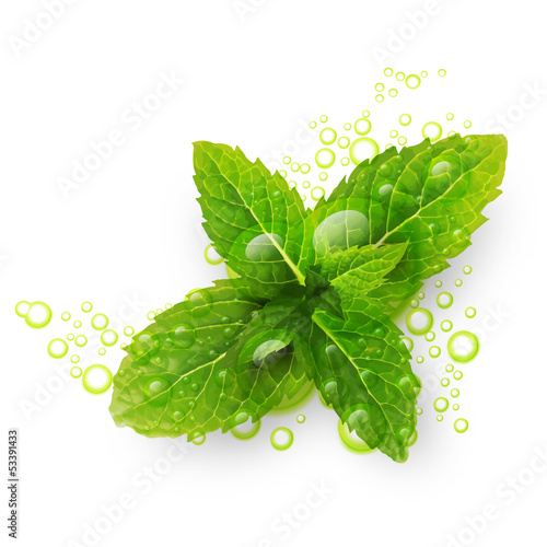 Green mint leaves with water drops isolated on a white