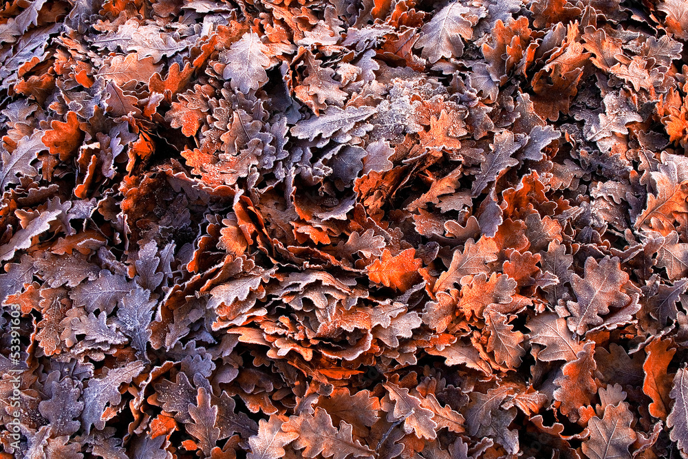Colorful oak leaves in a frosty morning