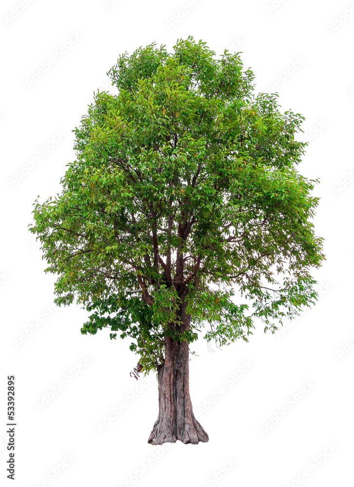 Obraz premium Irvingia malayana also known as Wild Almond