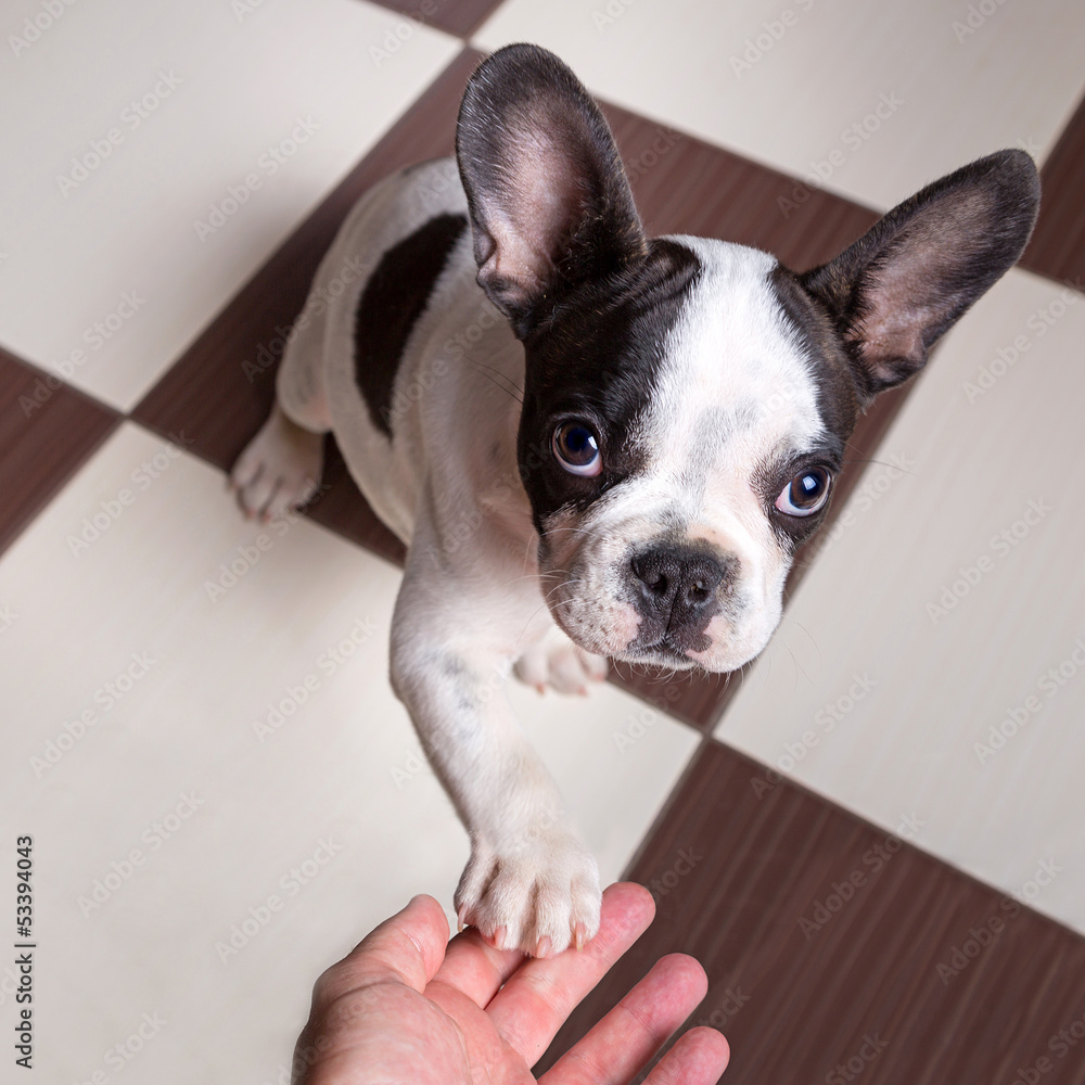 French bulldog puppy giving a paw