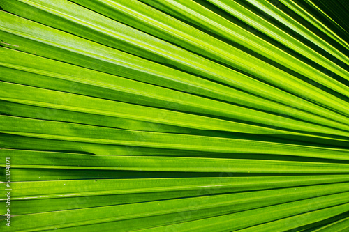 Tropical green leaf texture