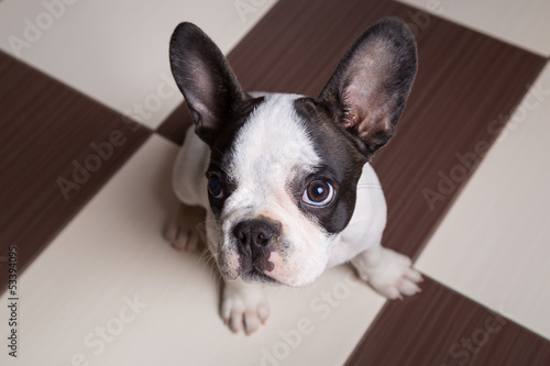 French bulldog puppy at home © Patryk Kosmider