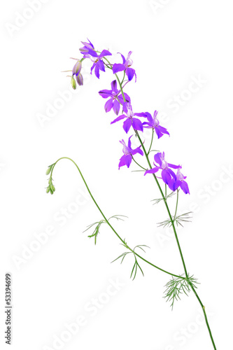 Purple wildflower isolated on a white background