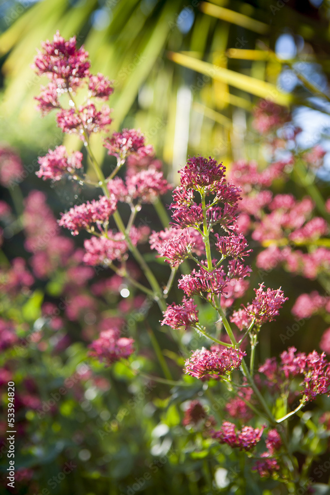 Fototapeta premium pink flowers backlit